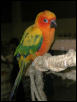 Ft Worth Bird Mart Pics