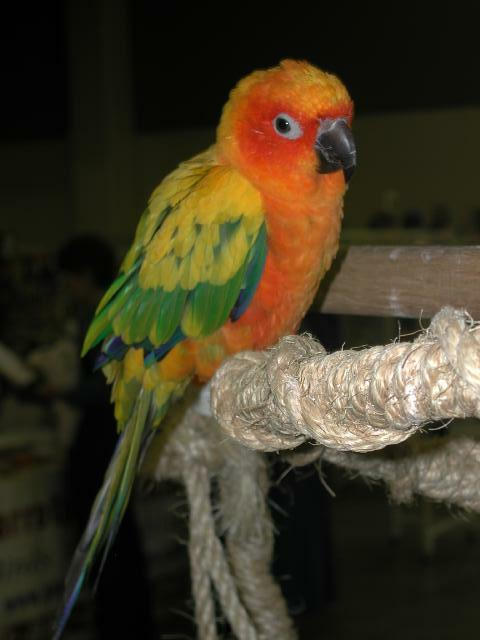 Ft Worth Bird Mart Pics