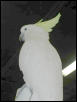 Ft Worth Bird Mart Pics