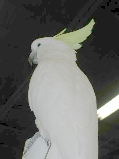 Ft Worth Bird Mart Pics