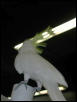 Ft Worth Bird Mart Pics