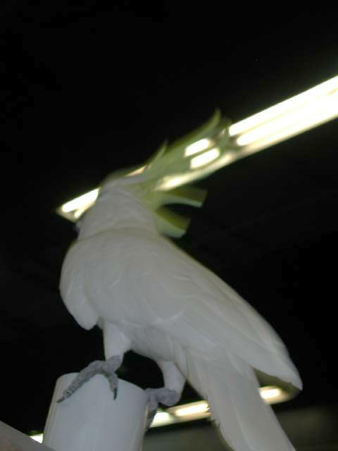 Ft Worth Bird Mart Pics