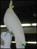 Ft Worth Bird Mart Pics