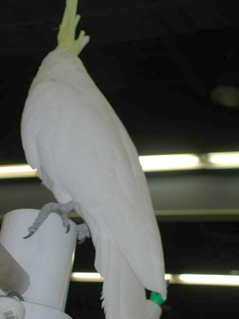 Ft Worth Bird Mart Pics