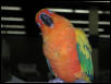 Ft Worth Bird Mart Pics