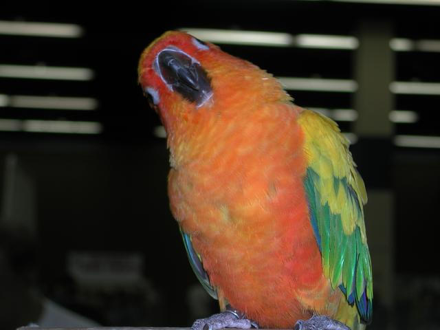 Ft Worth Bird Mart Pics