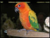Ft Worth Bird Mart Pics