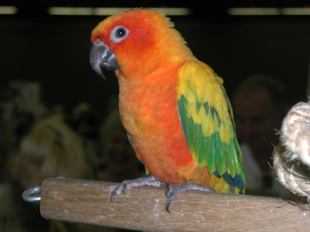 Ft Worth Bird Mart Pics