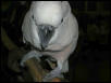 Ft Worth Bird Mart Pics