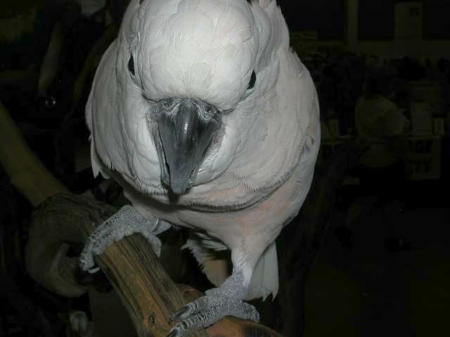 Ft Worth Bird Mart Pics