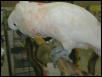 Ft Worth Bird Mart Pics