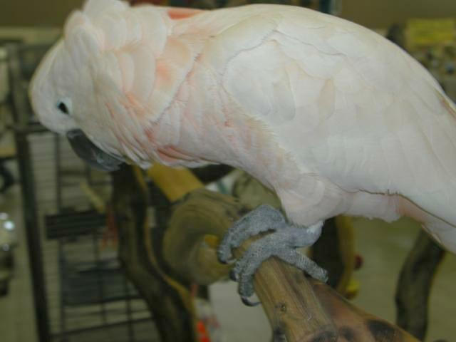 Ft Worth Bird Mart Pics