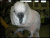 Ft Worth Bird Mart Pics