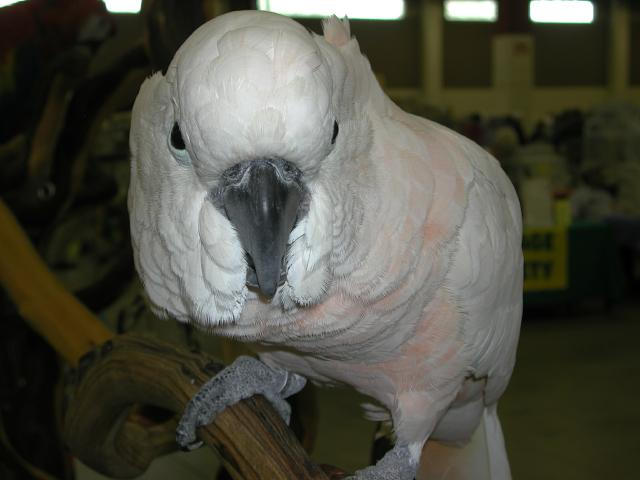 Ft Worth Bird Mart Pics