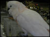 Ft Worth Bird Mart Pics