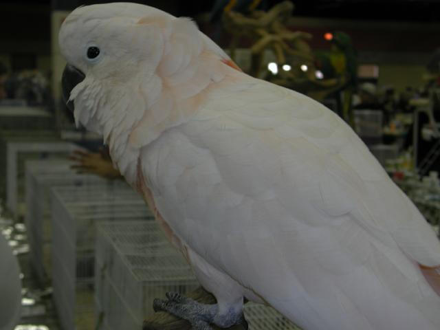 Ft Worth Bird Mart Pics