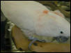 Ft Worth Bird Mart Pics