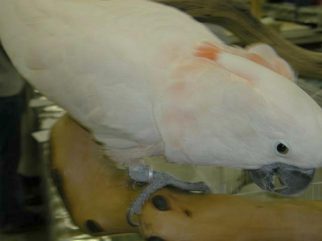 Ft Worth Bird Mart Pics