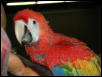Ft Worth Bird Mart Pics