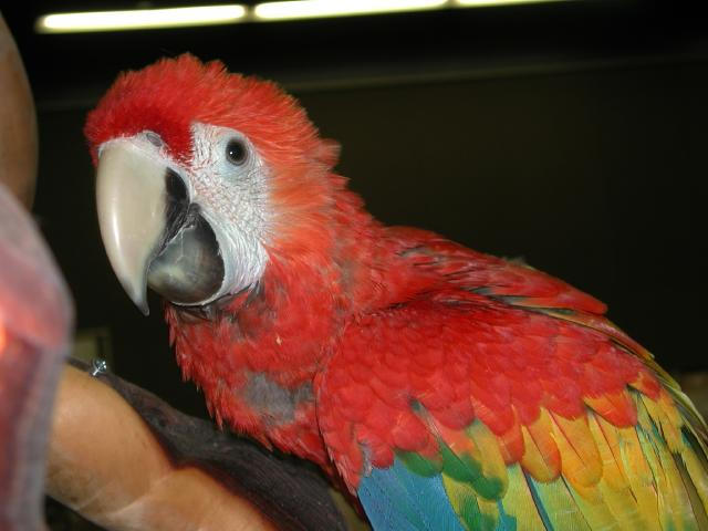 Ft Worth Bird Mart Pics