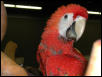 Ft Worth Bird Mart Pics