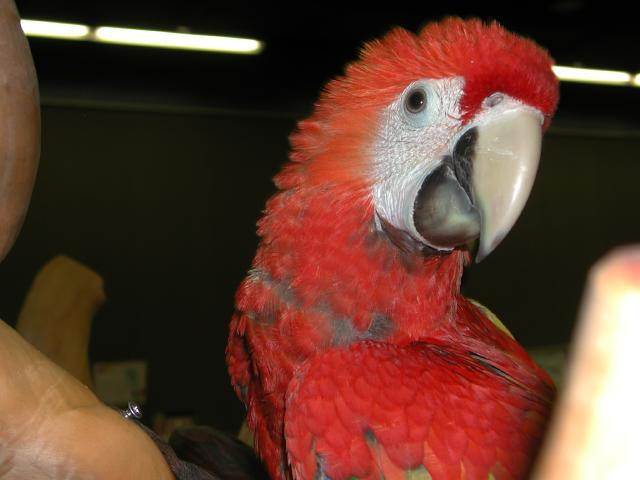Ft Worth Bird Mart Pics