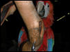 Ft Worth Bird Mart Pics