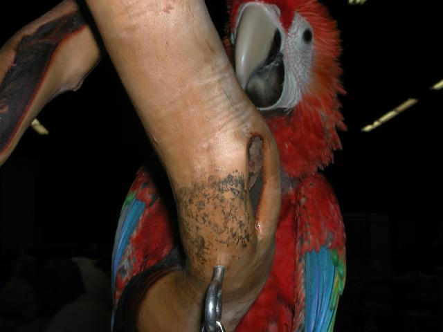 Ft Worth Bird Mart Pics