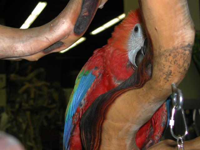 Ft Worth Bird Mart Pics