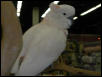 Ft Worth Bird Mart Pics