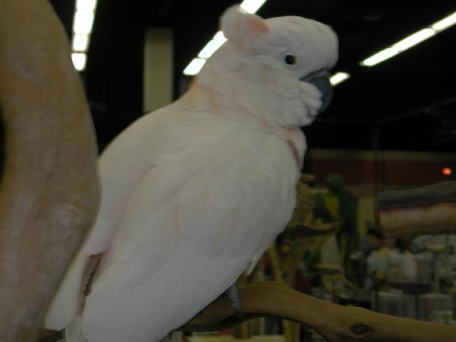 Ft Worth Bird Mart Pics