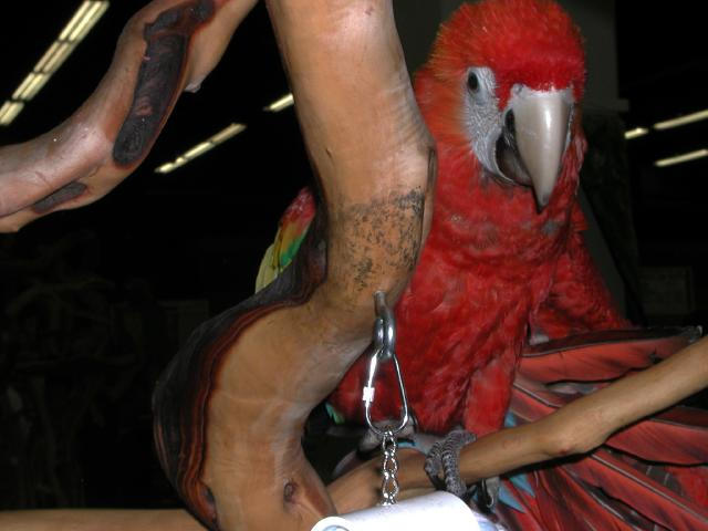 Ft Worth Bird Mart Pics