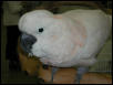 Ft Worth Bird Mart Pics