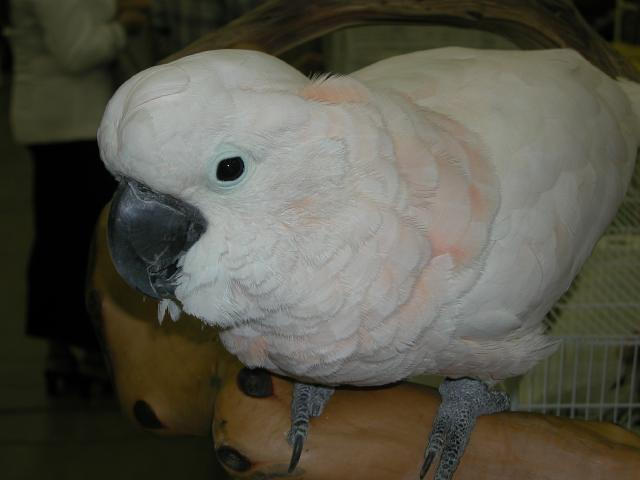 Ft Worth Bird Mart Pics