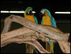 Ft Worth Bird Mart Pics