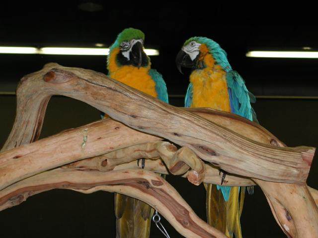 Ft Worth Bird Mart Pics