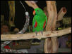 Ft Worth Bird Mart Pics