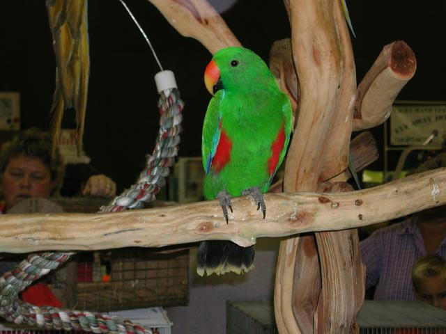 Ft Worth Bird Mart Pics