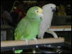 Ft Worth Bird Mart Pics