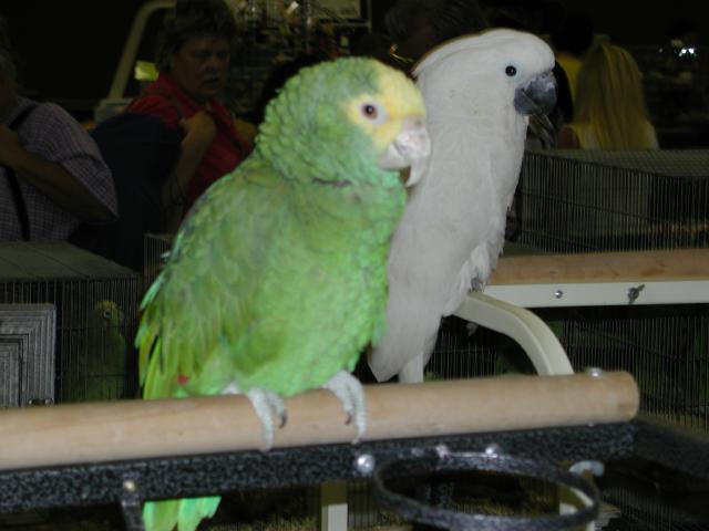 Ft Worth Bird Mart Pics