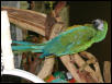 Ft Worth Bird Mart Pics