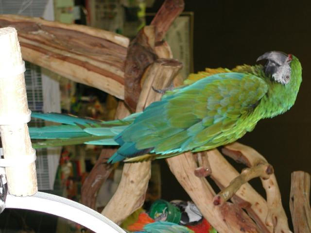 Ft Worth Bird Mart Pics