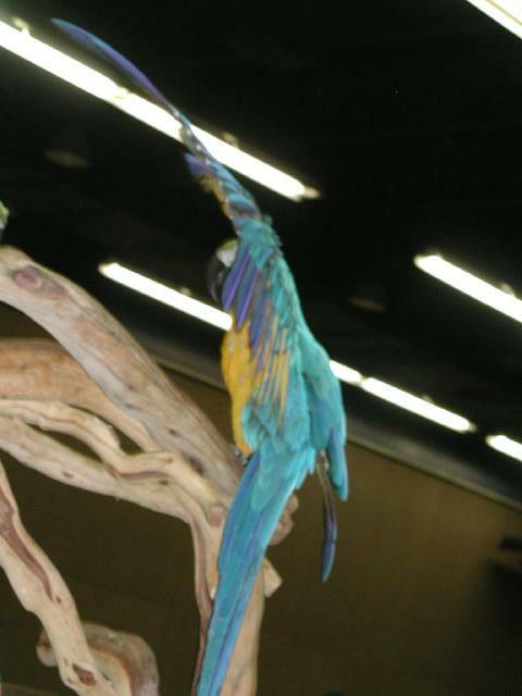 Ft Worth Bird Mart Pics