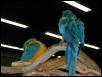 Ft Worth Bird Mart Pics