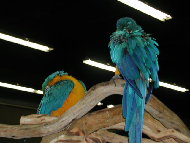 Ft Worth Bird Mart Pics