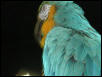 Ft Worth Bird Mart Pics