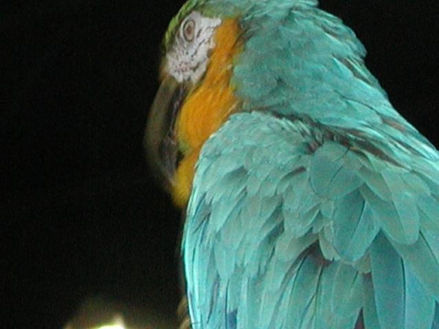 Ft Worth Bird Mart Pics