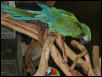 Ft Worth Bird Mart Pics
