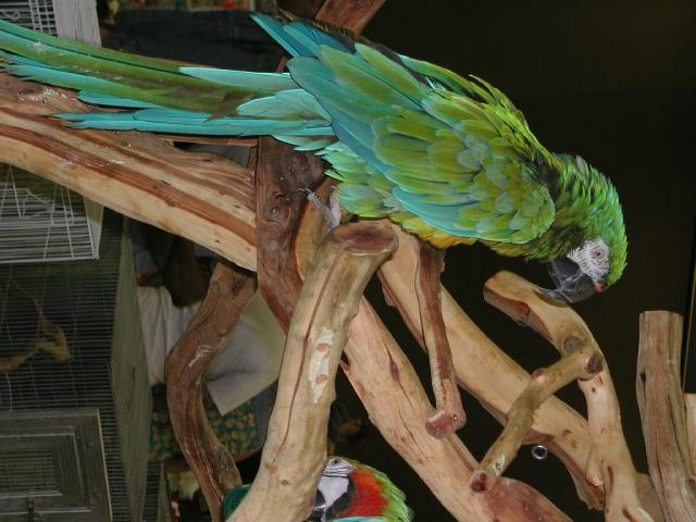 Ft Worth Bird Mart Pics