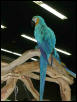 Ft Worth Bird Mart Pics